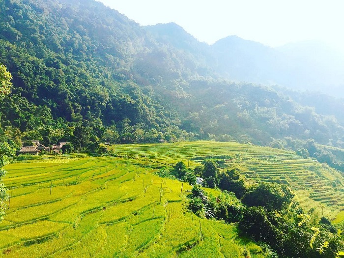 La temporada del arroz madura y dorada en todas partes en Pu Luong