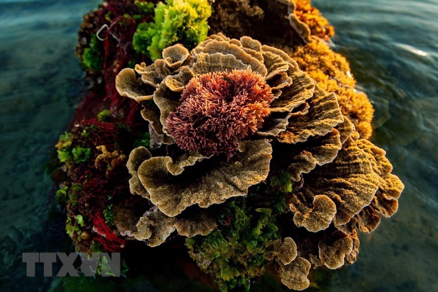 La belleza de los arrecifes de coral formados en los sedimentos volcánicos de Hon Yen
