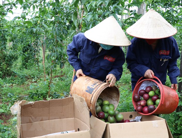 Programa piloto de exportación de maracuyá a China