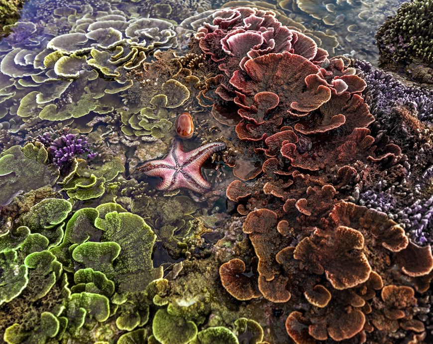 Hermosos arrecifes de coral en costa central de Vietnam