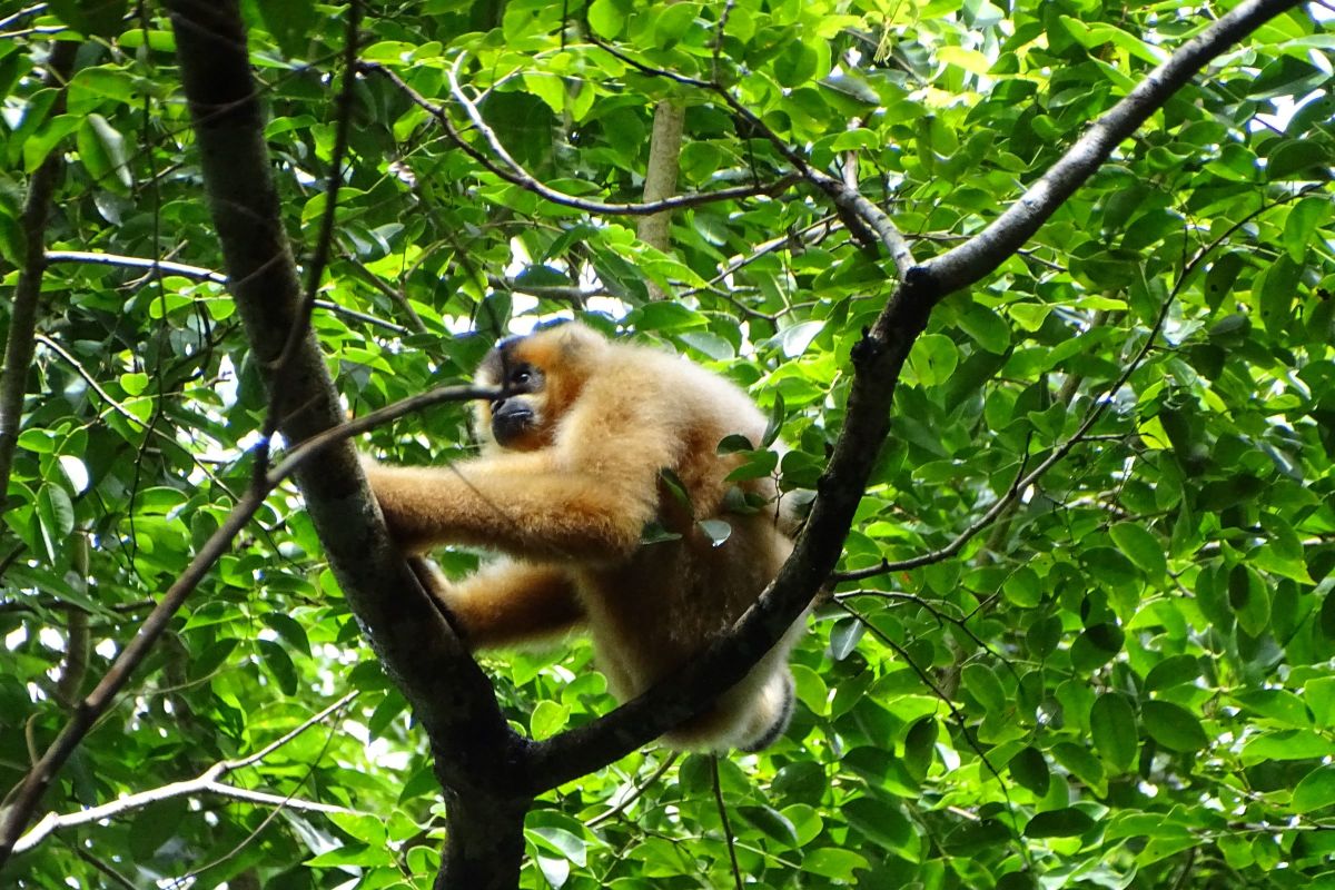 Naturaleza salvaje en el parque nacional Cat Tien