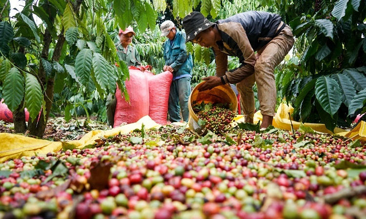 Amplias oportunidades de inversión para empresas de la UE en el sector agrícola de Vietnam
