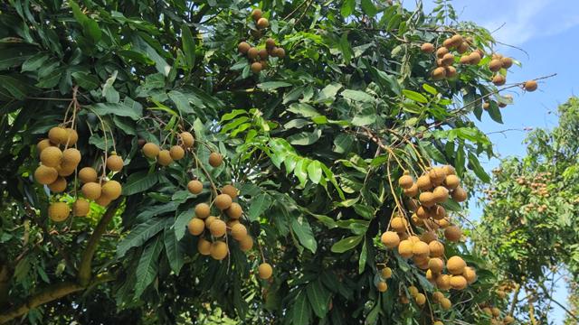 Promoción innovadora para aumentar las ventas de longan de Chi Linh