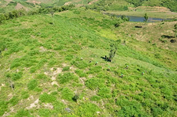 El valor de la producción forestal crecerá un 5,5  anual en los próximos cinco años