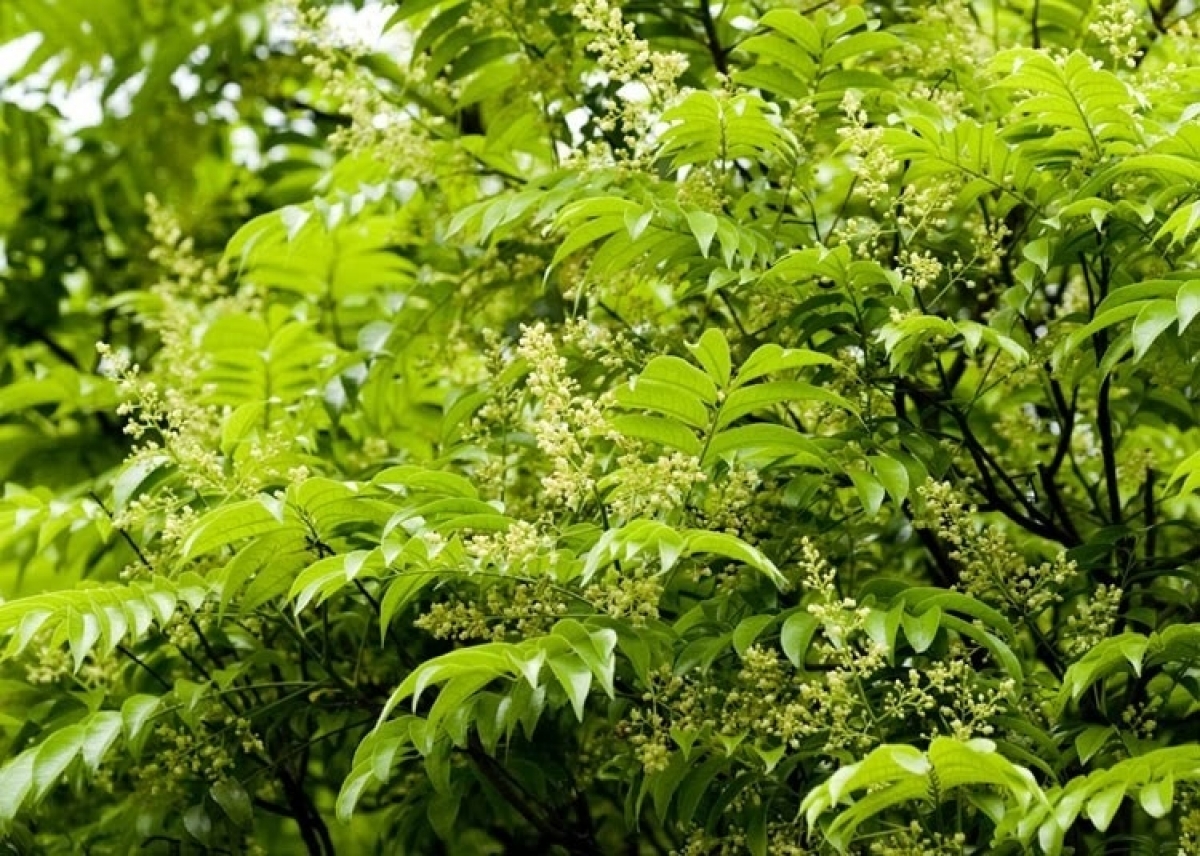 Árbol de dracontomelon, especialidad de Hanói