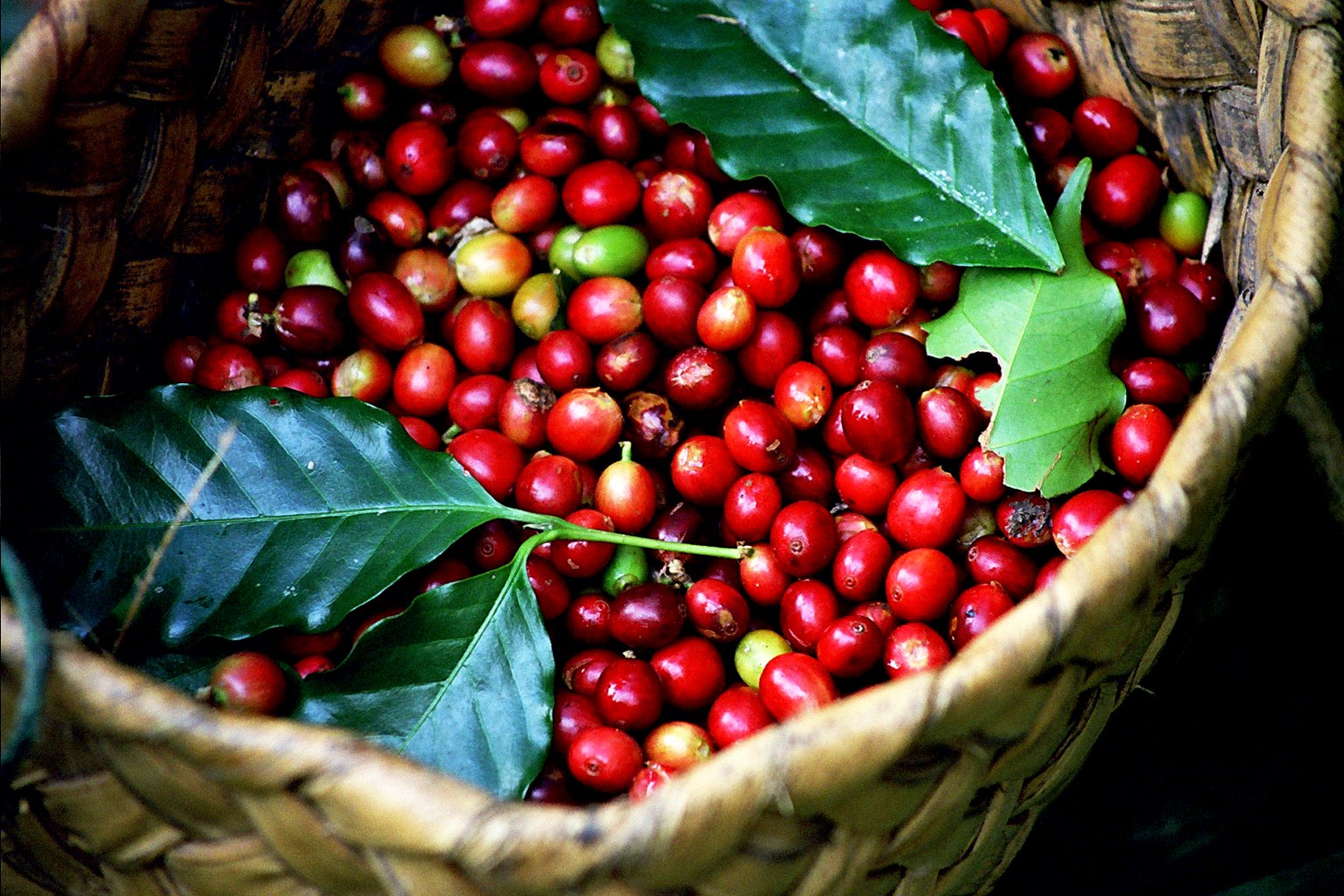 Aumenta la cuota de mercado del café vietnamita en la Unión Europea