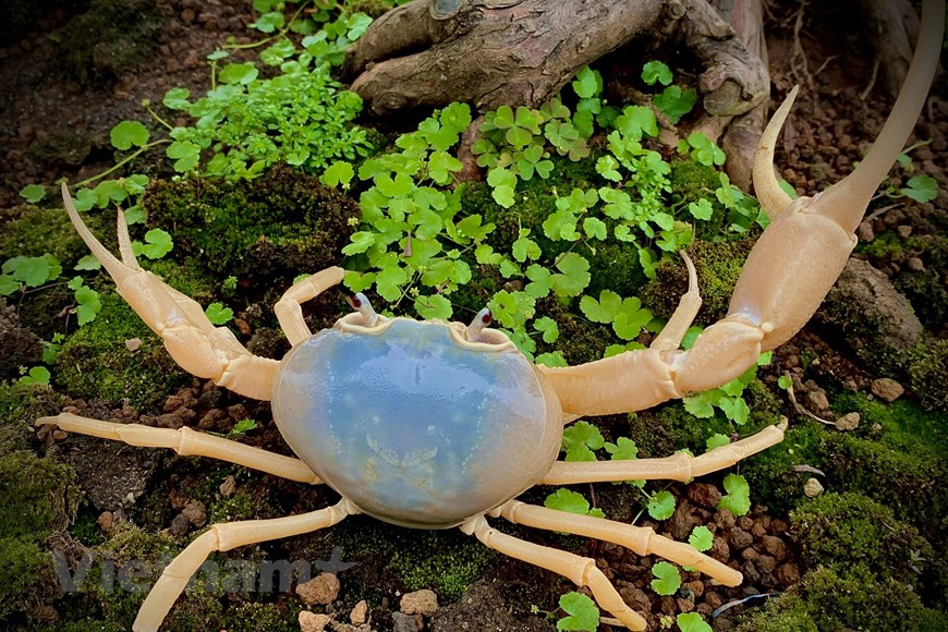 La peculiar cría de cangrejos como mascotas en Hanói