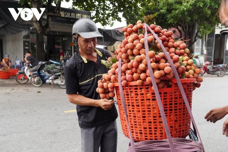 Agricultores de la provincia norteña de Hai Duong impulsan la transformación digital