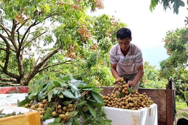 Son La promueve productos agrícolas seguros en los vuelos