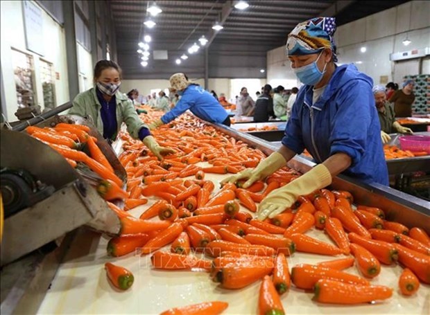 Vietnam aspira a ser uno de los diez principales procesadores de agricultura del mundo