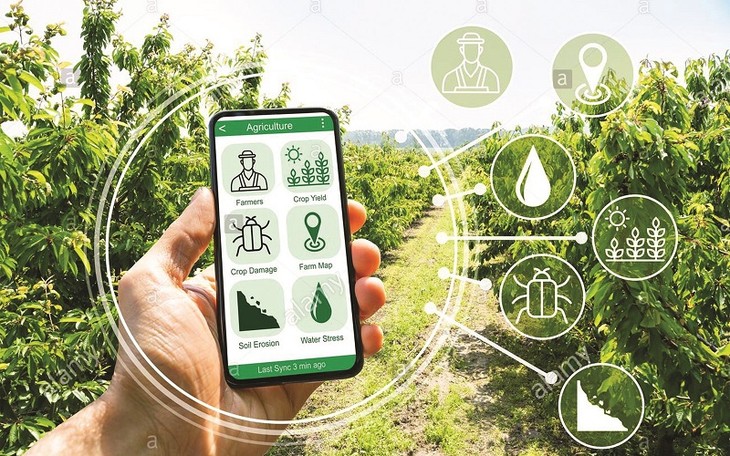 Se pone en funcionamiento el sistema de información y base de datos para área de plantación