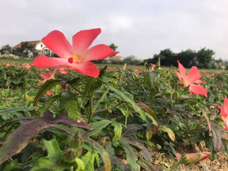 Desarrollo del Ginseng Bo Chinh de Quang Binh para promover el uso de las hierbas medicinales vietnamitas