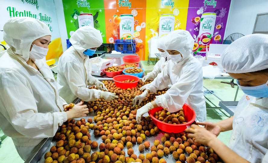 Valor de exportación de productos agropecuarios de Vietnam incrementa 13