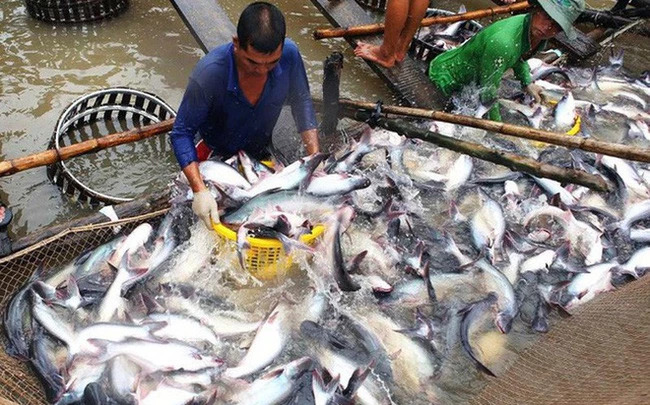 Dong Thap aplicará los estándares GAP a 1225 hectáreas de peces tra