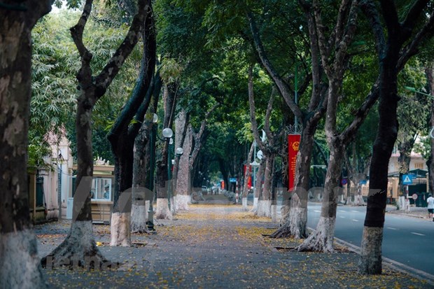 Árbol de dracontomelon, especialidad de Hanoi