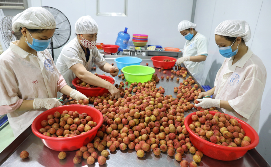 Foro sobre el consumo de productos agrícolas vietnamitas en los Países Bajos y el Norte de Europa