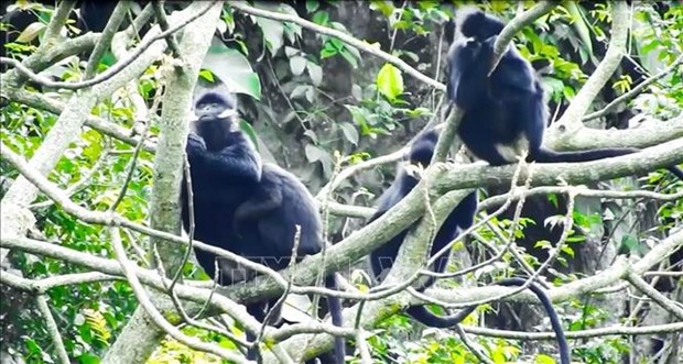 Protección de langur en el área forestal de uso especial en provincia vietnamita