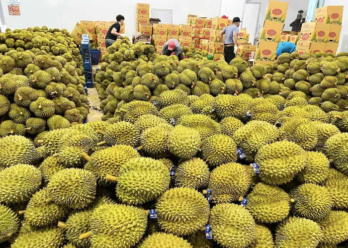 La provincia de Lam Dong envía sus primeras 70 toneladas de durián a China