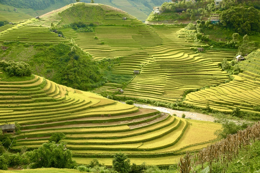 Temporada de maduración del arroz en Mu Cang Chai