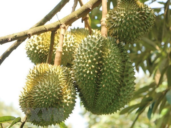 El durian de fuera de temporada de Lam Dong conquista el mercado chino