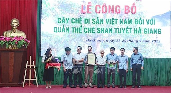 Más de 1300 árboles de té Shan Tuyet de Ha Giang reconocidos como herencia vietnamita