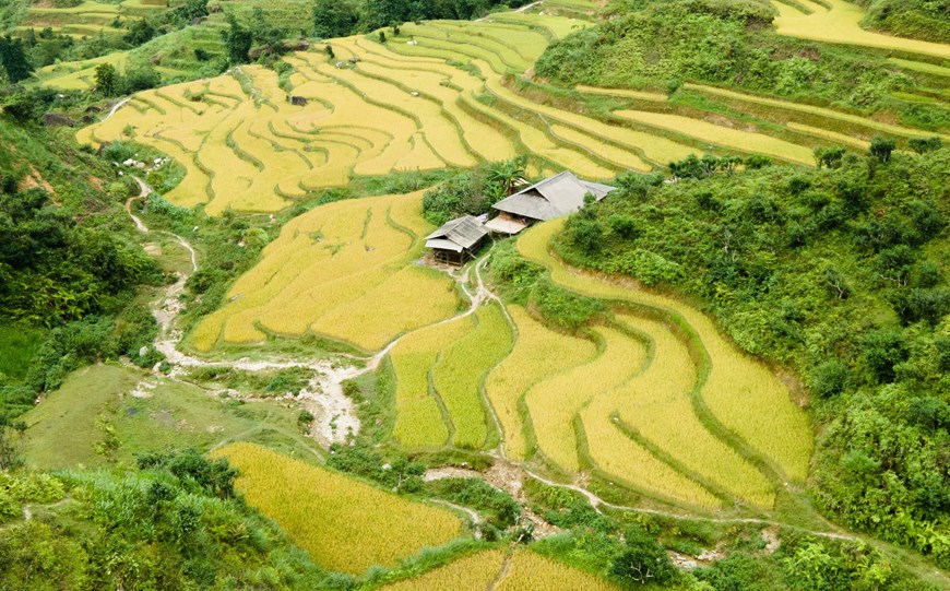 Contemple belleza de terrazas doradas de arroz en las tierras altas de Ha Giang