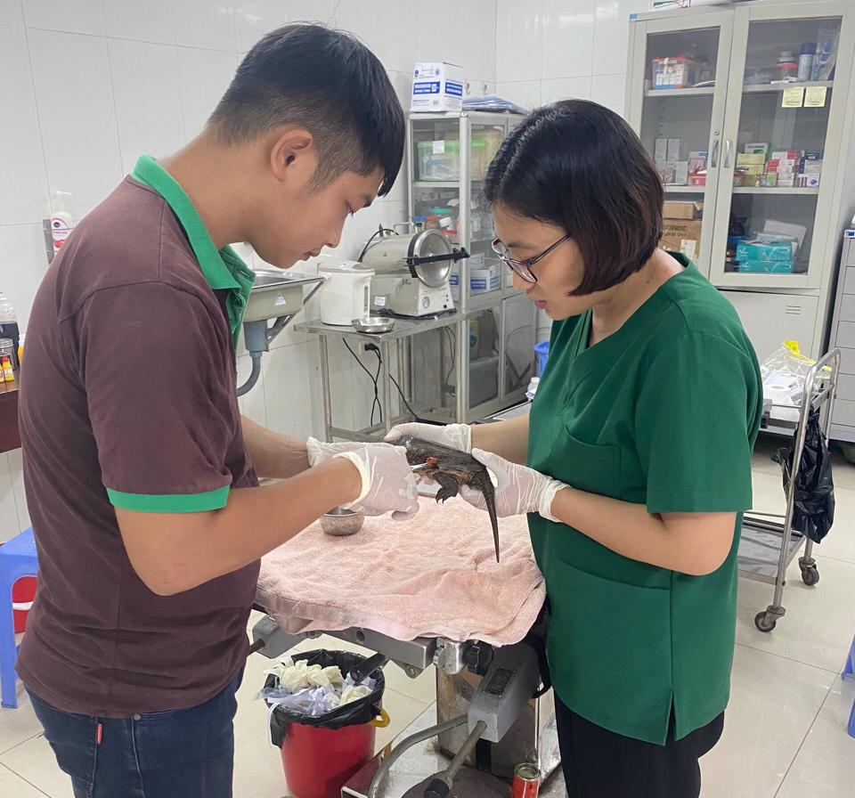 Hanói mejora la comunicación sobre la protección de la vida silvestre