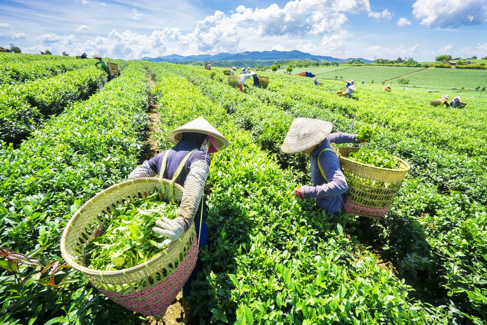 El Foro y Exposición de Economía Verde 2022 se inaugurará en Ciudad Ho Chi Minh