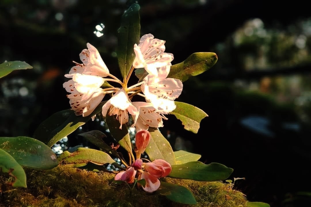 El centenario bosque de rododendros en la cima de Truong Son
