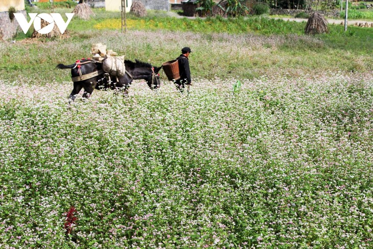 Diversas actividades se llevaran a cabo en el marco del Festival de Flores de Alforfón 2022