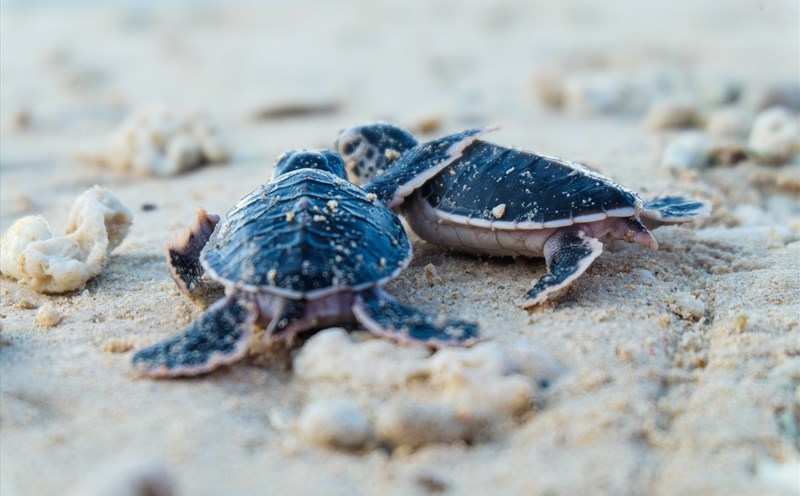 Liberar al mar cerca de 123 mil tortuguitas en provincia vietnamita