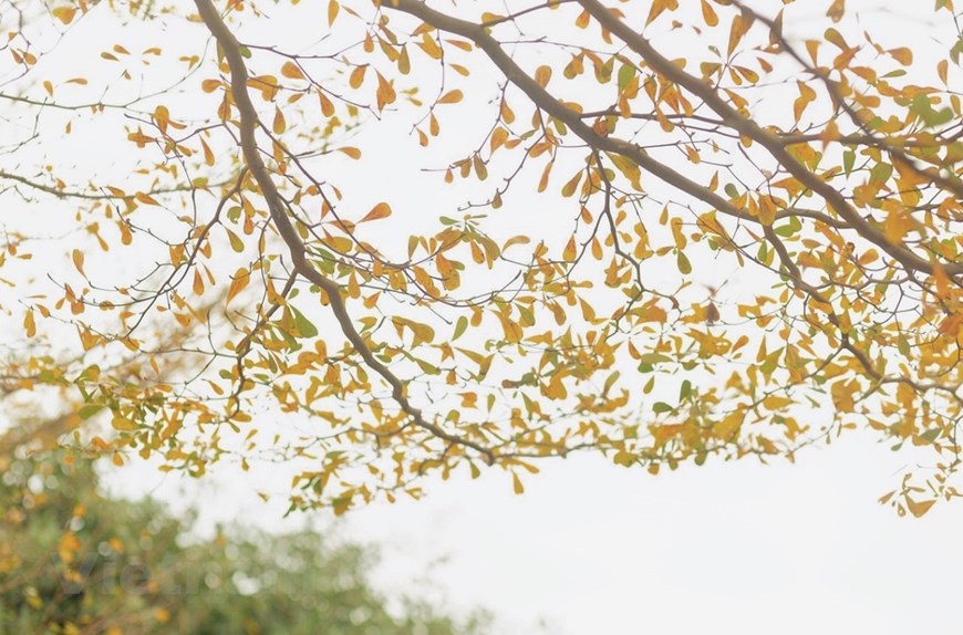 Cosas interesantes de Hanói llenas de nostalgia por la llegada del otoño