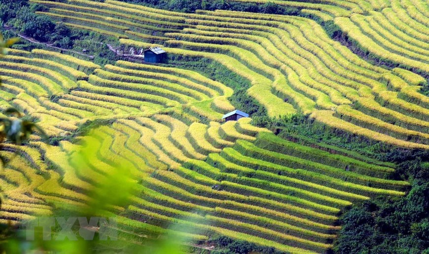 La temporada de maduración del arroz en la frontera de Phong Tho, provincia de Lai Chau