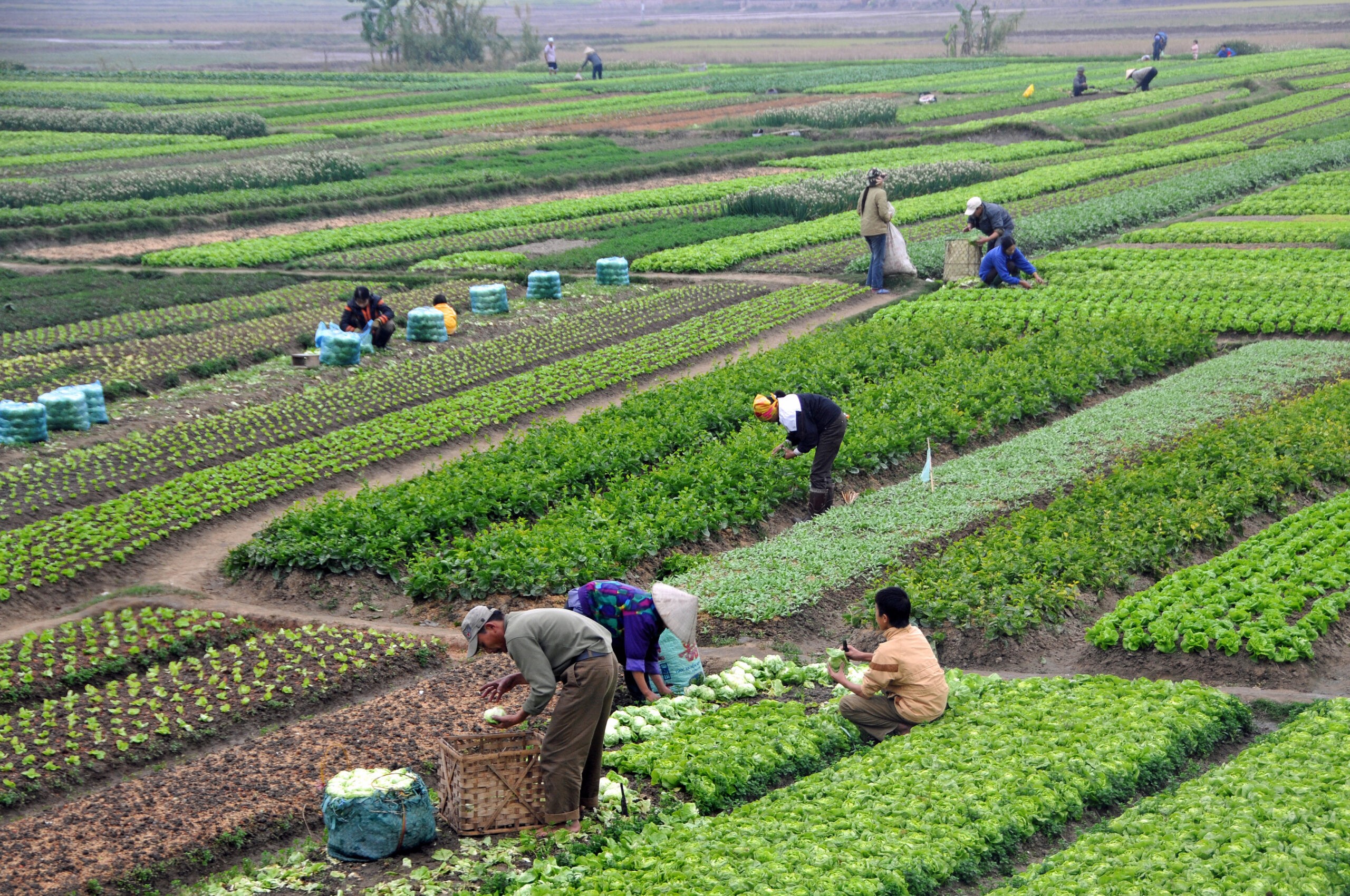 Plan de acción para promover el crecimiento verde en la agricultura