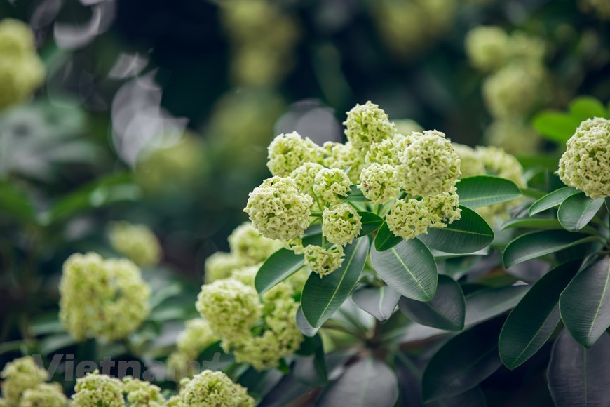 Contemplar la belleza de flor de Alstonia scholaris, especialidad del otoño de Hanói