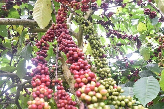 Vietnam se convierte en el tercer mayor proveedor de café de Estados Unidos