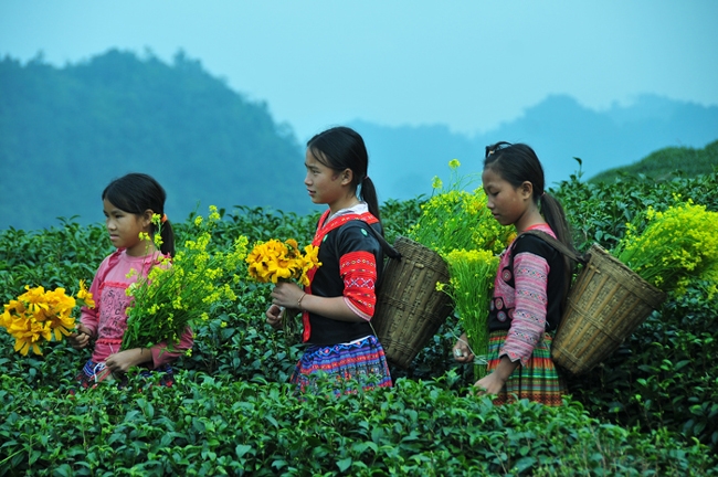 Meseta de Moc Chau en Vietnam una opción atractiva para turistas