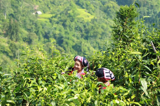 Antiguos árboles de té de Shan Tuyet reconocidos como patrimonio vietnamita