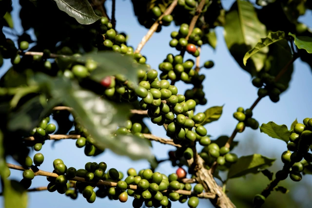 La provincia de Son La impulsa su marca de café
