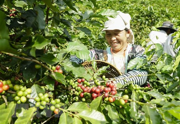 Amplio espacio para las exportaciones de café vietnamita a España