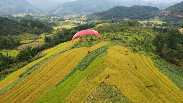 Quang Ninh el festival de la temporada amarilla de Binh Lieu comenzará este fin de semana
