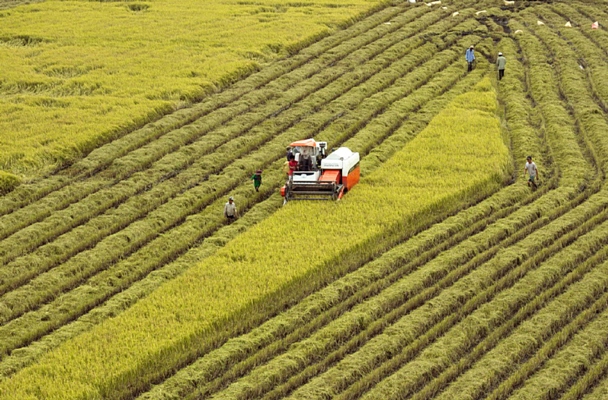 Expertos australianos y vietnamitas a la búsqueda de una nueva variedad de arroz para hacer frente al cambio climático