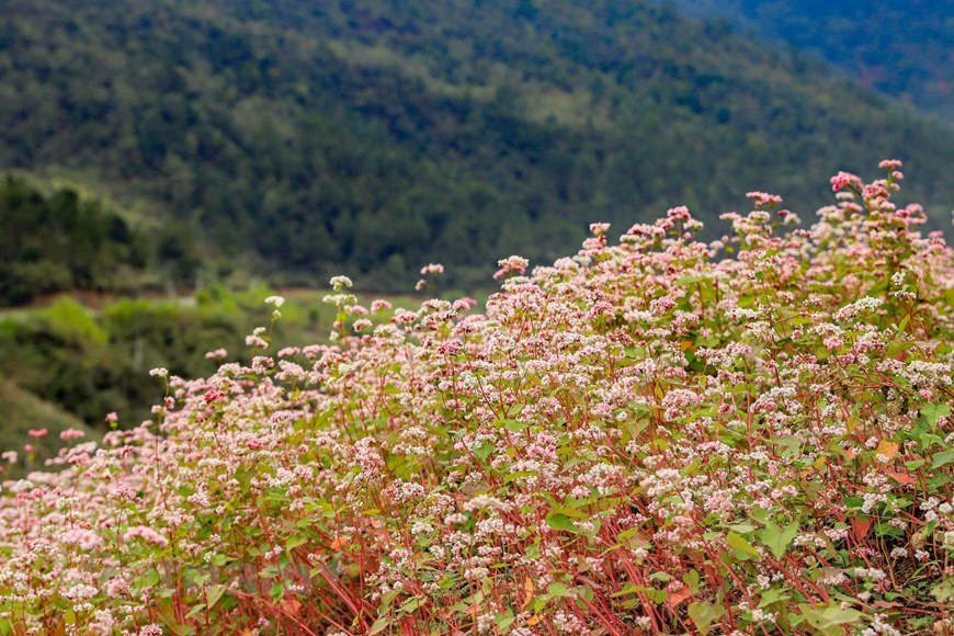 Contemplar belleza de flores de alforfón en provincia vietnamita