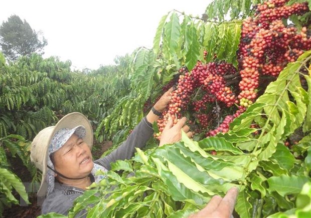 Las empresas de café vietnamitas y alemanas han de aprovechar al máximo el EVFTA