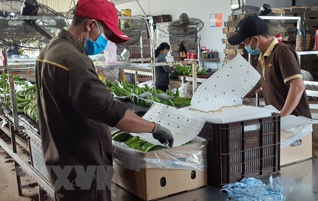 Nuevas oportunidades para las exportaciones de banana a China