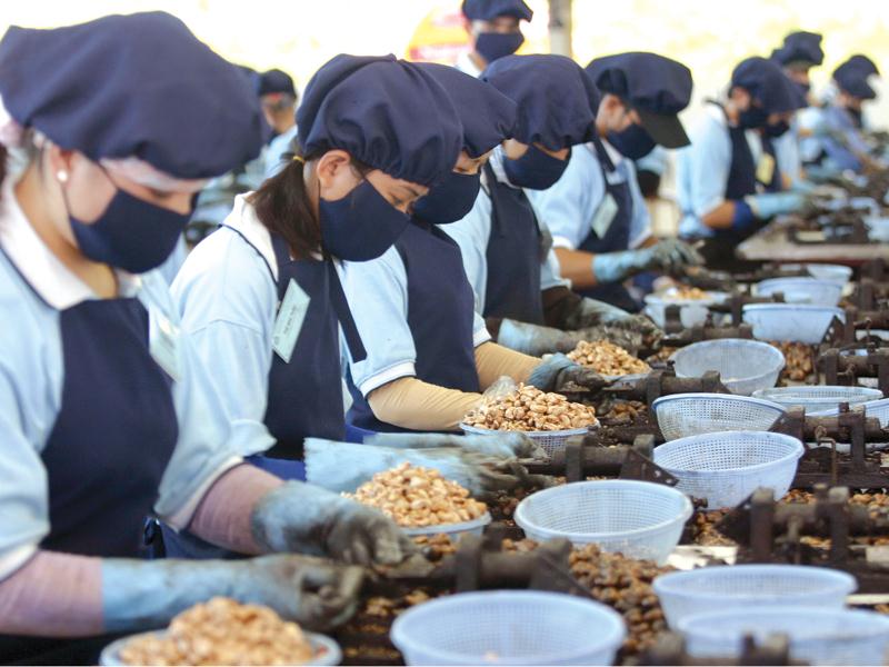 Vietnam y África Occidental buscan una mayor cooperación en las exportaciones de anacardos