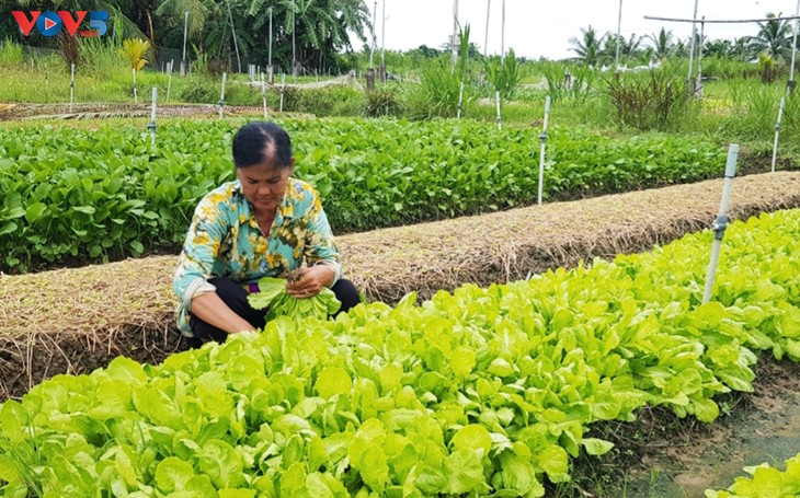 Tra Vinh por elevar la calidad de vida de su pueblo con el nuevo modelo de cultivo