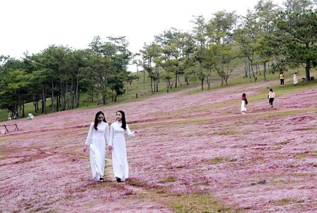 Efectuarán Festival de hierbas rosadas de Lang Biang
