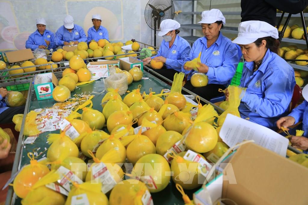 Primer lote de exportación de pomelo rojo de Tan Lac a Inglaterra