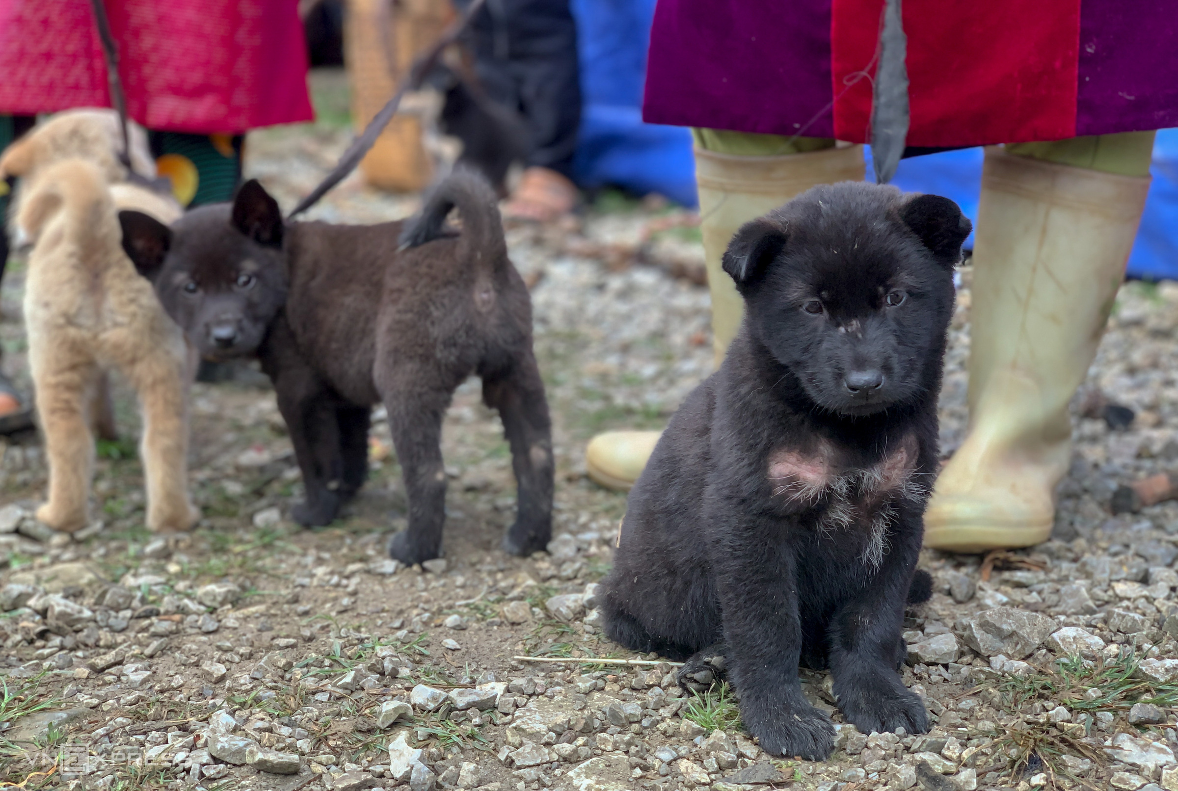 Mercado de pulgas de las tierras altas del norte con la venta de cachorros de bobtail